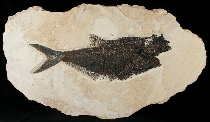 Bargain Diplomystus Fish Fossil - Wyoming #15125